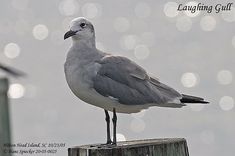 Laughing Gull