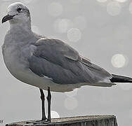 Laughing Gull