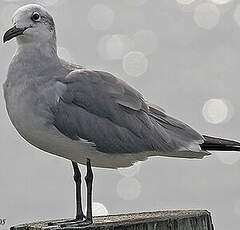 Mouette atricille