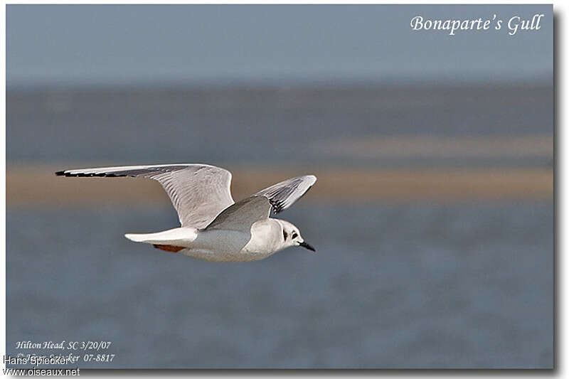 Mouette de Bonaparteadulte internuptial, Vol