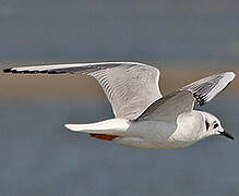 Bonaparte's Gull