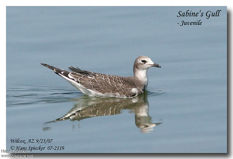 Sabine's Gulljuvenile, identification