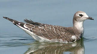 Mouette de Sabine