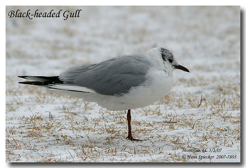 Mouette rieuseadulte internuptial