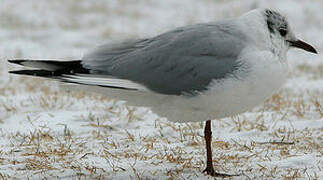 Black-headed Gull