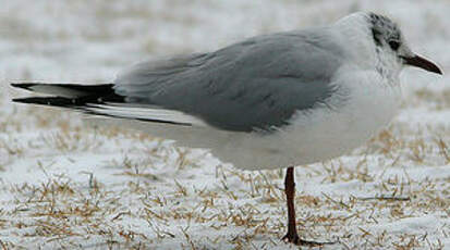 Mouette rieuse