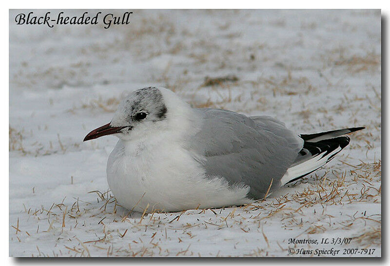 Black-headed Gulladult post breeding