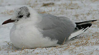 Mouette rieuse