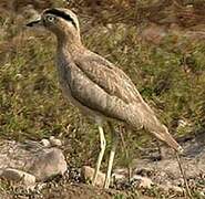 Peruvian Thick-knee