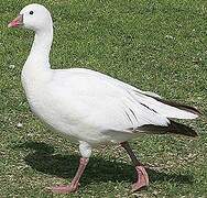 Ross's Goose