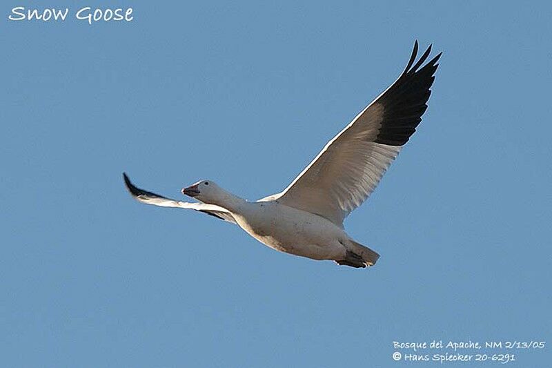 Snow Goose