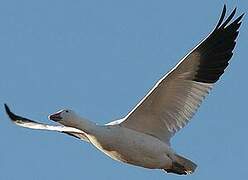 Snow Goose