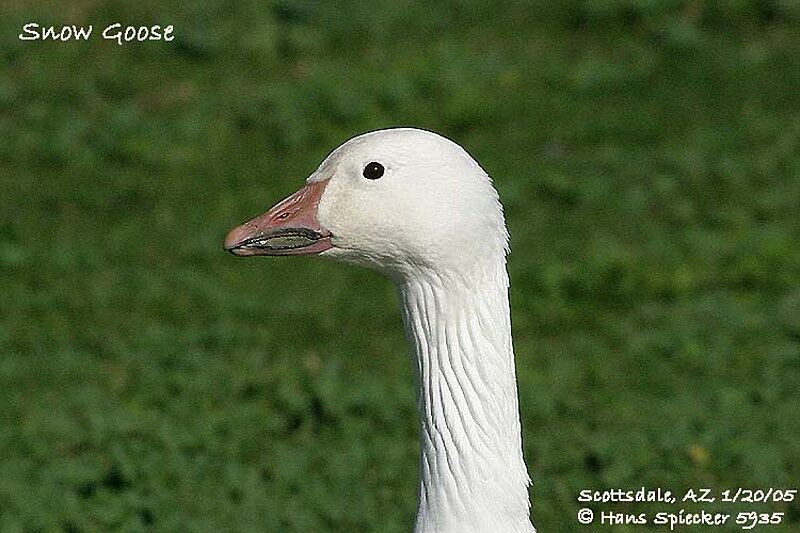 Snow Goose