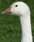 Snow Goose