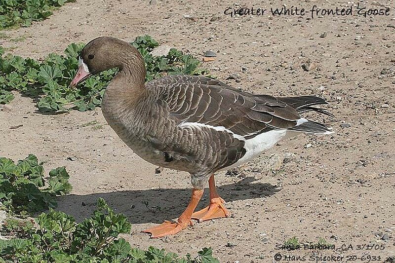 Greater White-fronted Goose