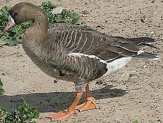 Greater White-fronted Goose