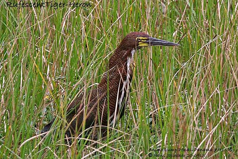 Rufescent Tiger Heron