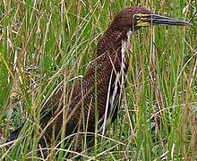 Rufescent Tiger Heron