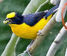 Thick-billed Euphonia