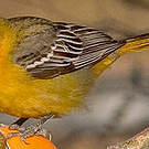 Oriole à dos rayé