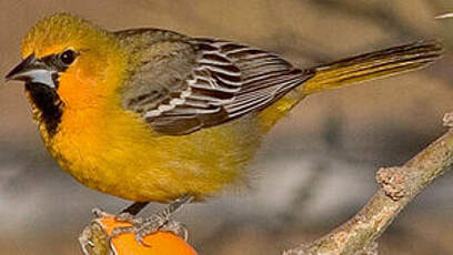 Oriole à dos rayé