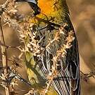 Oriole à dos rayé