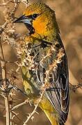 Oriole à dos rayé