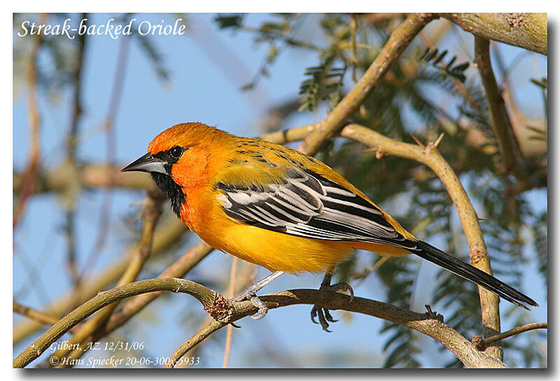 Oriole à dos rayé mâle adulte