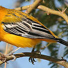 Oriole à dos rayé