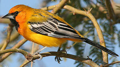 Oriole à dos rayé