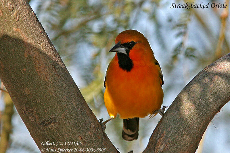 Streak-backed Oriole male adult