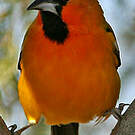 Oriole à dos rayé