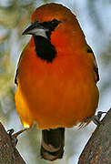 Oriole à dos rayé