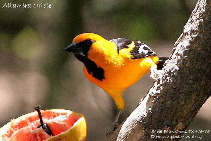 Altamira Oriole