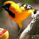 Oriole à gros bec