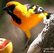 Oriole à gros bec