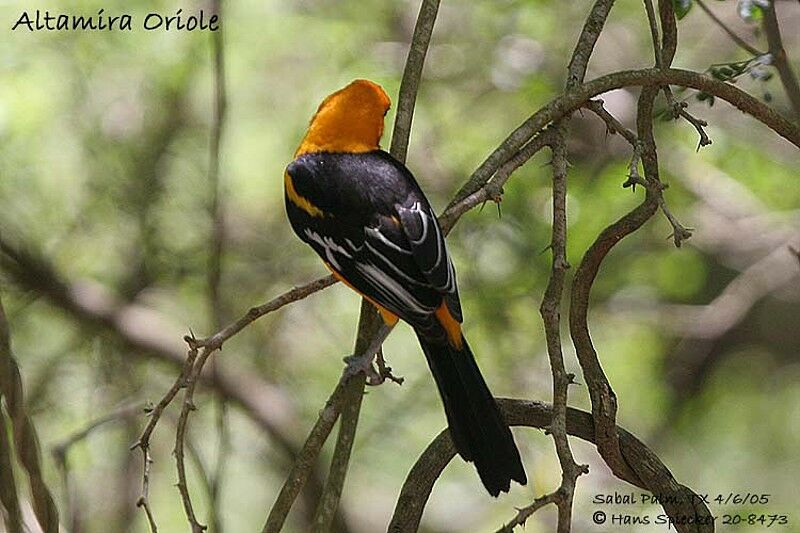 Oriole à gros bec