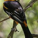Oriole à gros bec