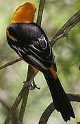 Altamira Oriole