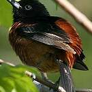 Oriole des vergers