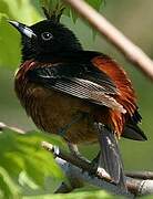 Orchard Oriole