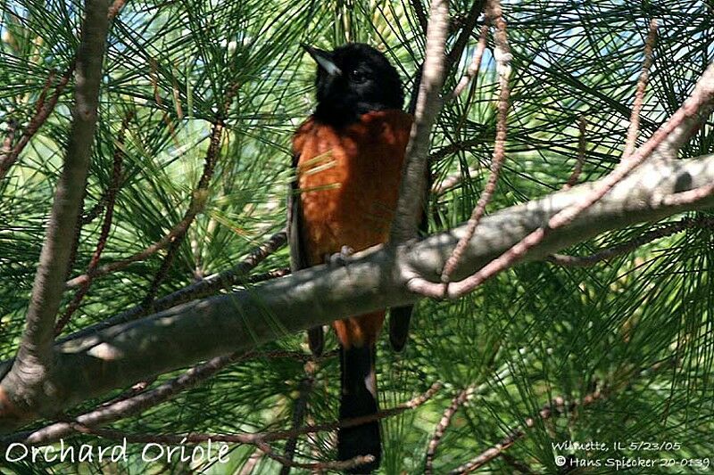 Orchard Oriole