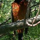 Oriole des vergers