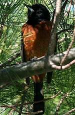 Oriole des vergers