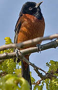 Orchard Oriole