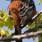 Oriole des vergers