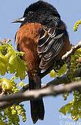 Orchard Oriole