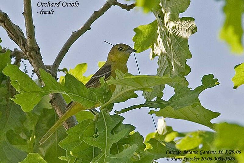 Orchard Oriole female adult breeding