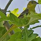 Oriole des vergers
