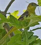 Orchard Oriole